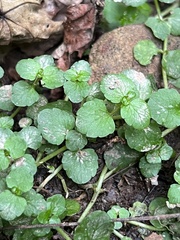 Chrysosplenium americanum