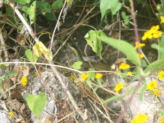 Drymobius margaritiferus