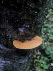 Phyllotopsis nidulans