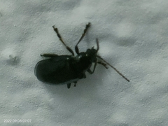 Chrysomelidae