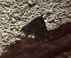 Tetanolita mynesalis