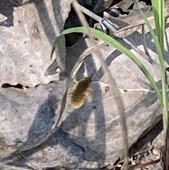 Bombyliinae