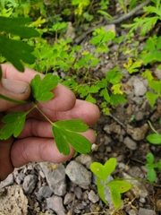 Aquilegia chrysantha