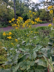 Silphium perfoliatum