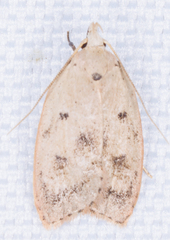 Machimia tentoriferella