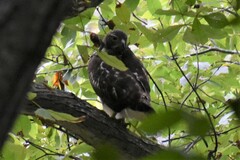 Buteo jamaicensis