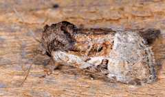 Meropleon ambifusca