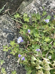 Mazus pumilus