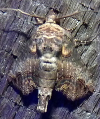 Paectes abrostoloides