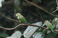 Brotogeris cyanoptera