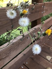 Sonchus arvensis