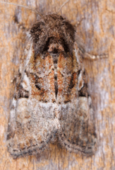 Meropleon ambifusca