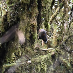 Nestor meridionalis septentrionalis