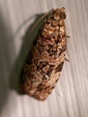 Phaecasiophora niveiguttana