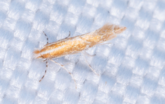 Cremastobombycia solidaginis