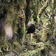 Nestor meridionalis septentrionalis