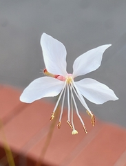 Oenothera lindheimeri