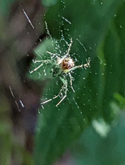 Mangora
