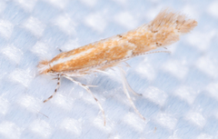 Cremastobombycia solidaginis