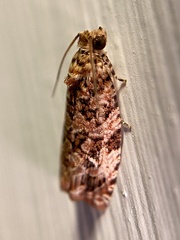 Phaecasiophora niveiguttana