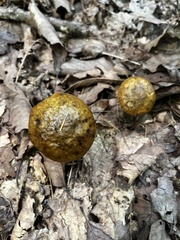 Amphibolips quercusinanis