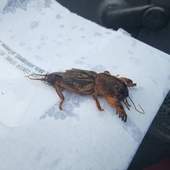 Gryllotalpa