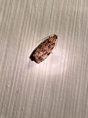 Phaecasiophora niveiguttana