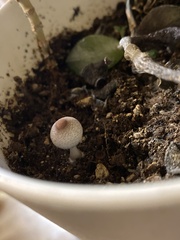 Leucoagaricus americanus