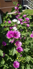 Malva sylvestris mauritiana