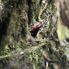 Nestor meridionalis septentrionalis