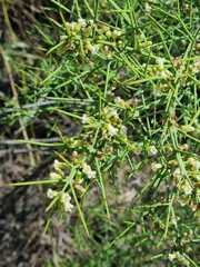 Colletia spinosissima