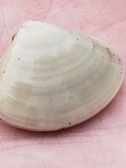 Tivela stultorum