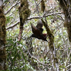 Nestor meridionalis septentrionalis