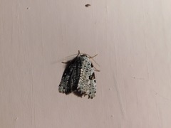Leuconycta