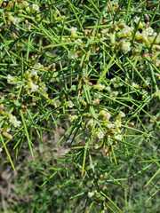 Colletia spinosissima