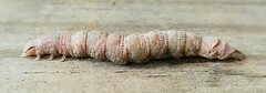 Parallelia bistriaris