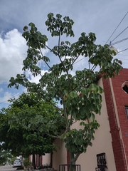 Pseudobombax ellipticum