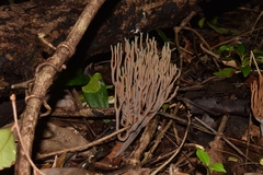 Phaeoclavulina cyanocephala