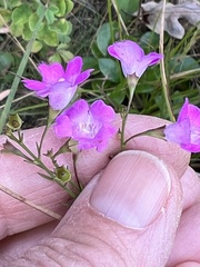Agalinis decemloba