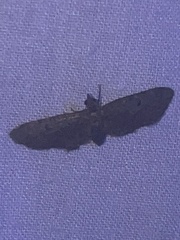 Eupithecia