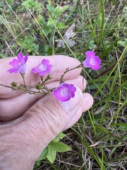 Agalinis decemloba