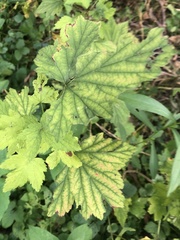 Ribes rubrum