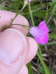 Agalinis decemloba
