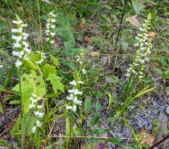 Spiranthes ochroleuca