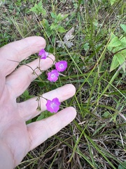 Agalinis decemloba