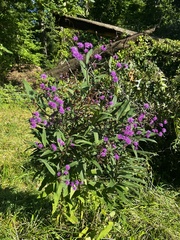 Vernonia gigantea