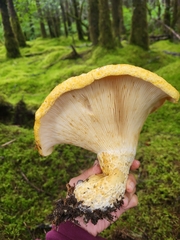 Lactarius scrobiculatus