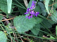 Hardenbergia violacea
