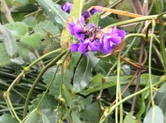 Hardenbergia violacea