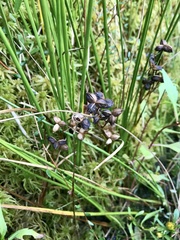 Scheuchzeria palustris